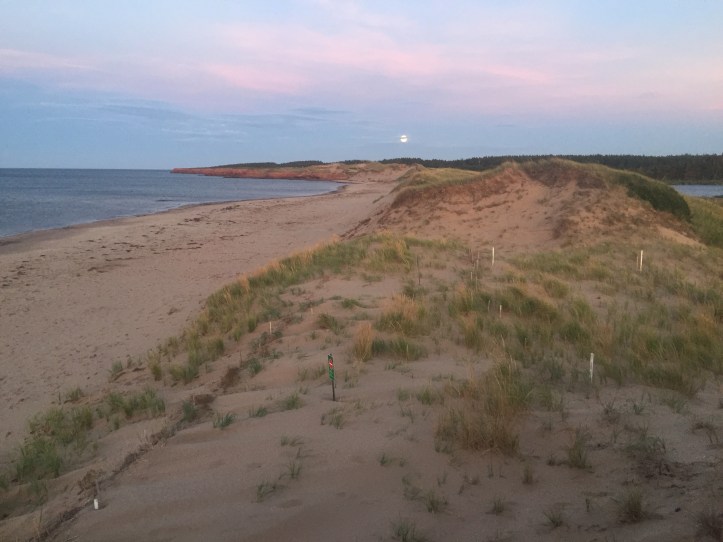 Moon rising over a sandy beach backed by dunes