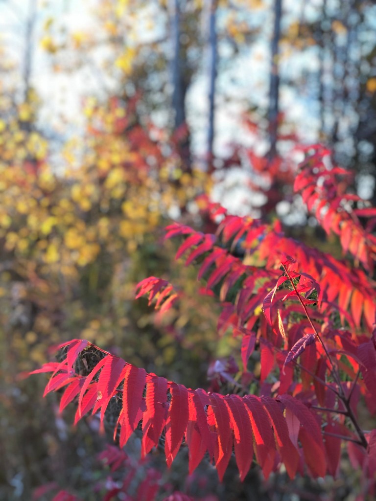 Leaves changing to bright fall colours